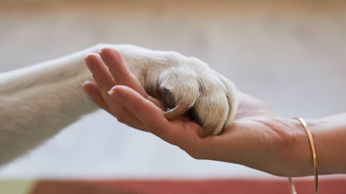 Dog paw holding human hand.