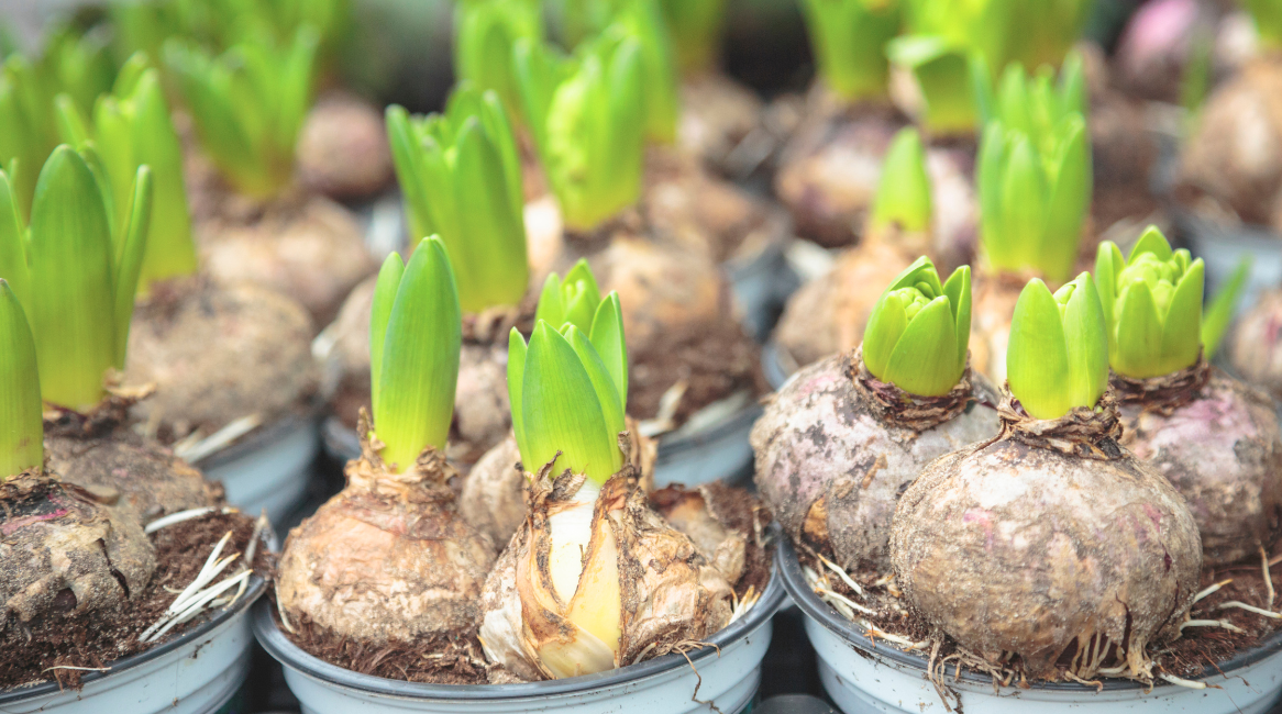Spring bulbs with green stems lined up in rows.