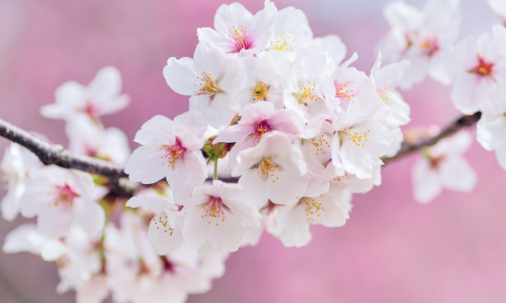 Close up of cherry blossoms.